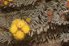Leucospermum parile