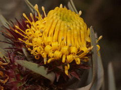Leucospermum parile
