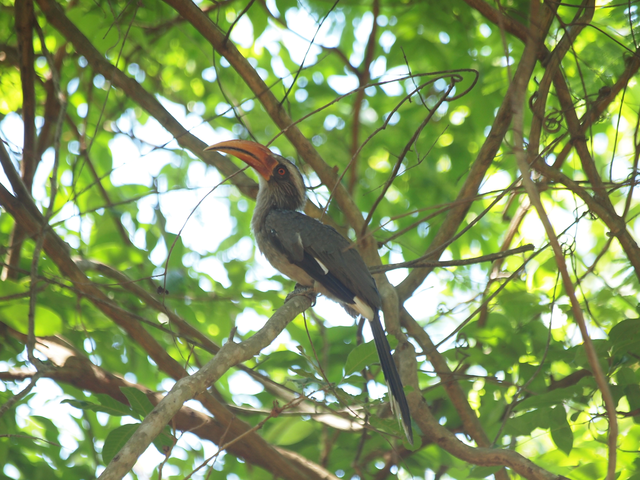 Malabar Grey Hornbill