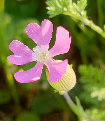 Silene conica iNat (3)