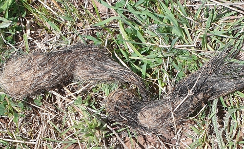 Wild Boar