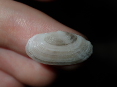 Psammobiidae