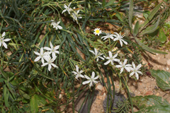 Trachyandra chlamydophylla