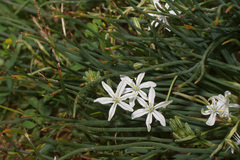 Trachyandra chlamydophylla