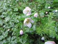 Anemonastrum flaccidum