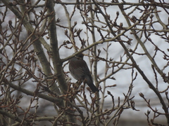 Turdus pilaris