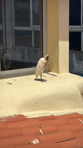 Western Cattle-Egret