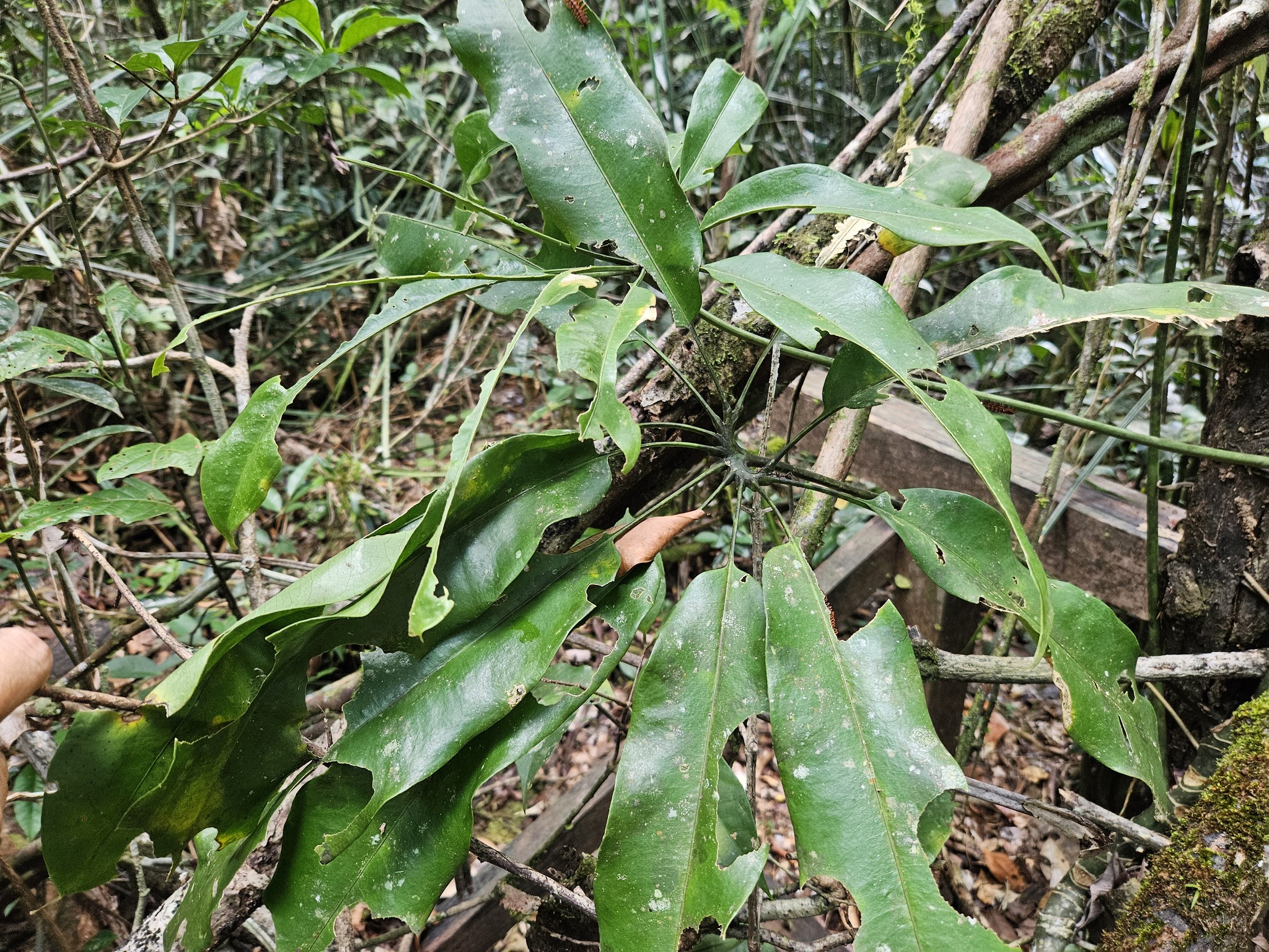 Anthurium eminens Schott 3