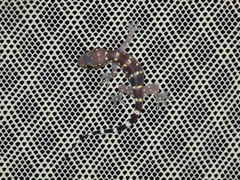 Hemidactylus prashadi