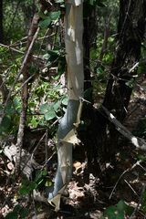 Commiphora tenuipetiolata