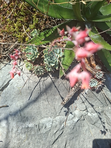 Echeveria halbingeri