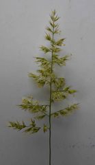 Enneapogon scoparius