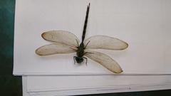 Gynacantha dravida
