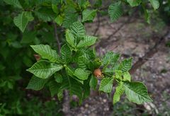 Gardenia resiniflua