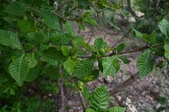 Gardenia resiniflua