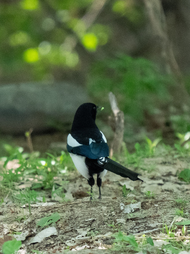 Eurasian Magpie