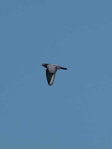 Feral Pigeon