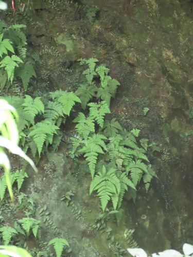 Dryopteris dicksonioides observed 2026-04-27