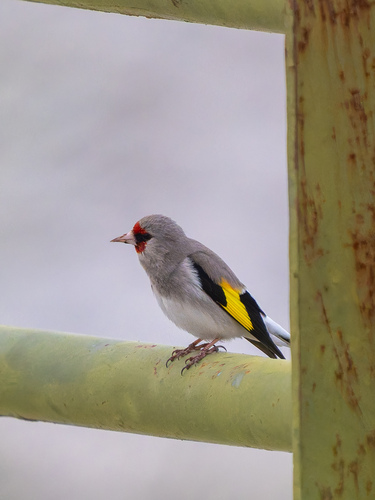Grey-crowned Goldfinch (Carduelis caniceps), photo 3