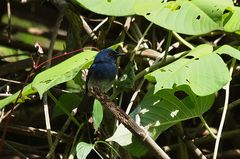 Cyornis pallidipes
