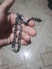 Dipsas ventrimaculata