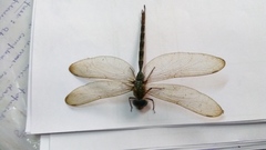 Gynacantha dravida