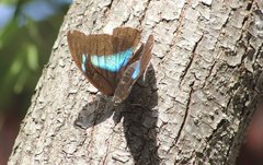 Archaeoprepona demophon centralis