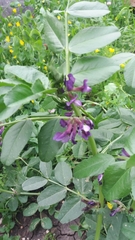 Vicia narbonensis