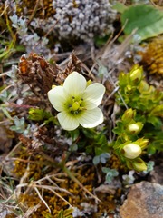 Gentianella decumbens