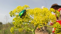 Protaetia cuprea ignicollis