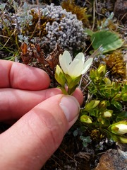 Gentianella decumbens