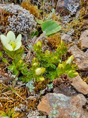 Gentianella decumbens