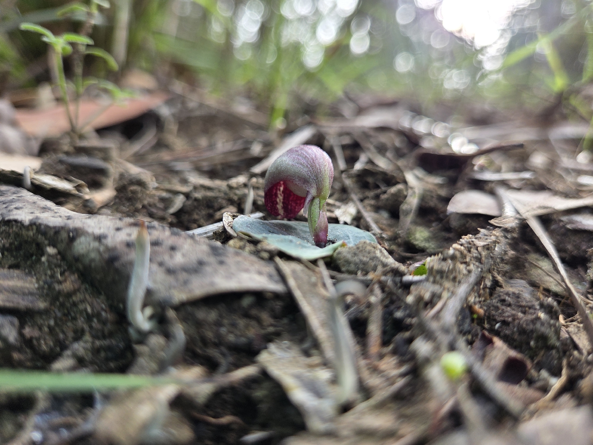 Imagem de Corybas aconitiflorus