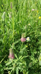 Trifolium purpureum