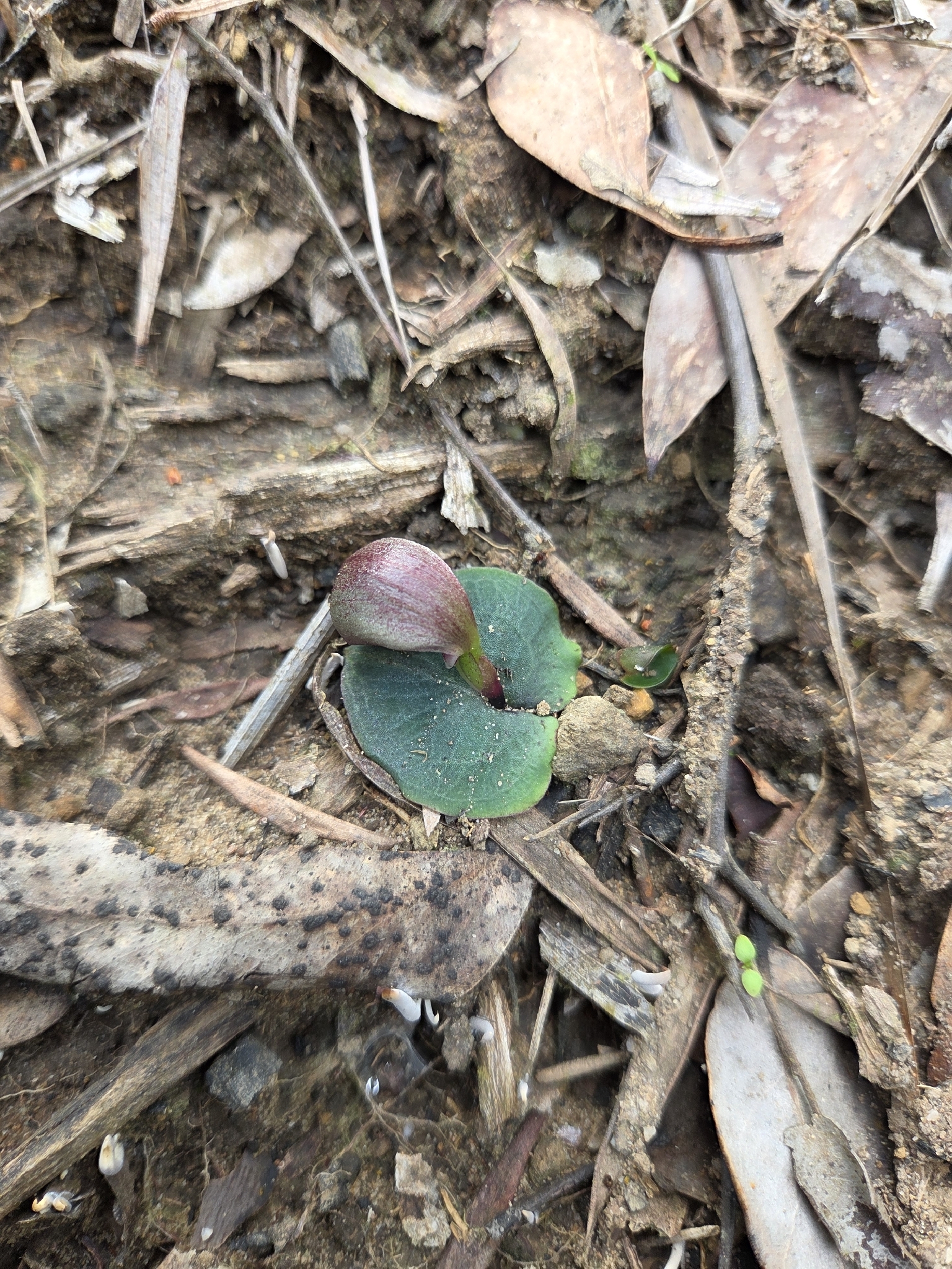 Imagem de Corybas aconitiflorus
