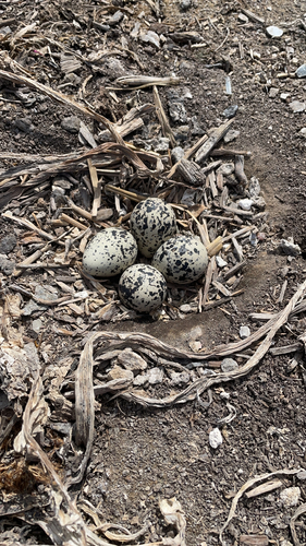 Killdeer