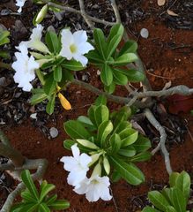 Adenium multiflorum image