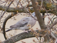 Columba palumbus