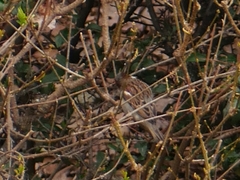 Passer domesticus