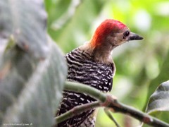 Melanerpes rubricapillus