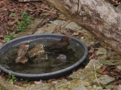 Turdus merula