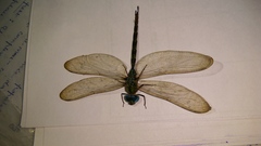Gynacantha dravida