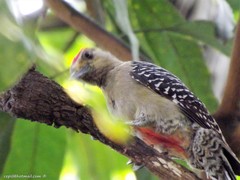 Melanerpes rubricapillus