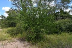 Cleistanthus schlechteri