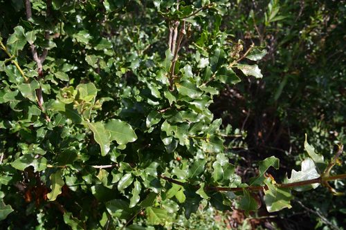 Coffea racemosa image