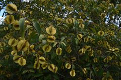 Combretum patelliforme