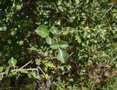 Commiphora schimperi