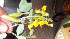 Crotalaria monteiroi