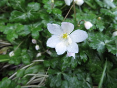 Anemonastrum flaccidum