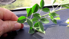Crotalaria monteiroi